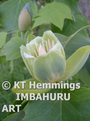 [tuliptreeflower - ]