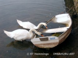 [Two swans drinking from a boat called Dot in Cockwood Harbour,Cockwood,Devon,UK.]
