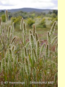 [Wild grasses near Benafim, Algarve, Portugal]