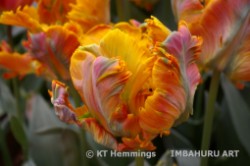 [Parrot tulip at the Keukenhof Gardens,Holland]