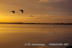 [A skein of geese flying up the Exe Estuary at sunrise]