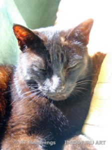 [Cat Tsar Nicholas,Burmese cross]