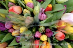 [Tulips for sale in the flower market in Amsterdam]