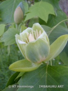 [Tulip tree,in flower at Kew Gardens, London,UK]