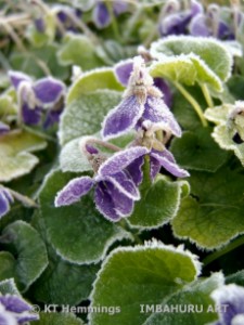 [Devon violets one frosty morning]