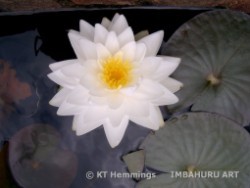 [Water lily]